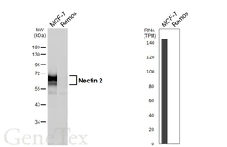 Anti-Nectin 2 antibody [GT439] used in Western Blot (WB). GTX649488