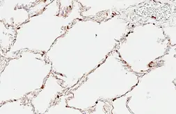 Anti-Claudin 5 antibody [HL6767] used in IHC (Paraffin sections) (IHC-P). GTX649498