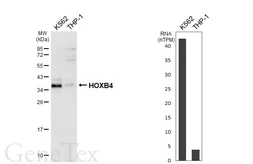 Anti-HOXB4 antibody [HL6779] used in Western Blot (WB). GTX649510