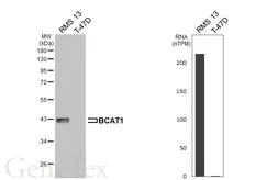 Anti-BCAT1 antibody [HL6782] used in Western Blot (WB). GTX649513