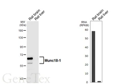 Anti-Munc18-1 antibody [HL6800] used in Western Blot (WB). GTX649614