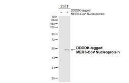 Anti-MERS-CoV Nucleoprotein antibody [HL6818] used in Western Blot (WB). GTX649632
