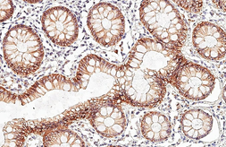 Anti-Claudin 4 antibody [HL6838] used in IHC (Paraffin sections) (IHC-P). GTX649652