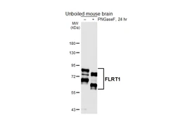 Anti-FLRT1 antibody [HL6852] used in Western Blot (WB). GTX649696