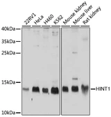 Anti-HINT1 antibody used in Western Blot (WB). GTX64971