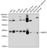 Anti-DHRS4 antibody used in Western Blot (WB). GTX64973