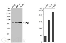 Anti-PDI antibody [HL6879] used in Western Blot (WB). GTX649731