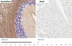 Anti-CNPase antibody [HL6881] used in IHC (Paraffin sections) (IHC-P). GTX649733