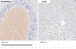 Anti-SHANK1 antibody [HL6884] used in IHC (Paraffin sections) (IHC-P). GTX649736