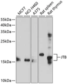 Anti-JTB antibody used in Western Blot (WB). GTX64974