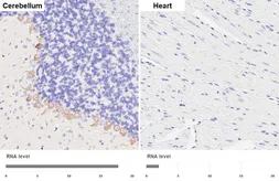 Anti-BAIAP2 antibody [HL6889] used in IHC (Paraffin sections) (IHC-P). GTX649741