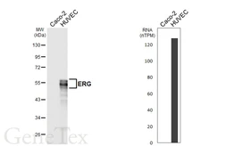 Anti-ERG antibody [HL6903] used in Western Blot (WB). GTX649755