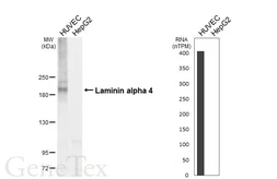 Anti-Laminin alpha 4 antibody [HL6904] used in Western Blot (WB). GTX649756