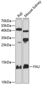 Anti-FAU antibody used in Western Blot (WB). GTX64977