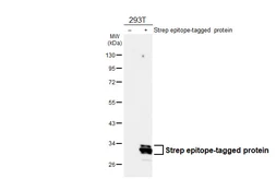 Anti-Strep epitope Tag antibody [GT661-CHK] used in Western Blot (WB). GTX649776