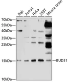 Anti-BUD31 antibody used in Western Blot (WB). GTX64978