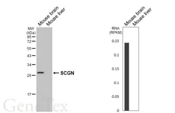 Anti-SCGN antibody [HL6925] used in Western Blot (WB). GTX649782