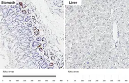 Anti-Gastrin antibody [HL6931] used in IHC (Paraffin sections) (IHC-P). GTX649788