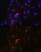Anti-POFUT2 antibody used in Immunocytochemistry/ Immunofluorescence (ICC/IF). GTX64979