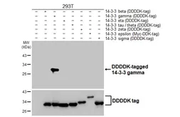 Anti-14-3-3 gamma antibody [HL6933] used in Western Blot (WB). GTX649790