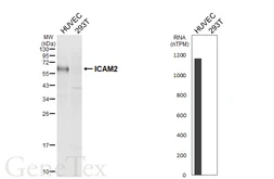 Anti-ICAM2 antibody [HL6943] used in Western Blot (WB). GTX649800