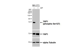 Anti-YAP1 (phospho Ser127) antibody [HL6952] used in Western Blot (WB). GTX649809