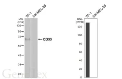 Anti-CD33 antibody [HL6967] used in Western Blot (WB). GTX649829
