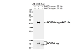 Anti-CD16a antibody [HL6978] used in Western Blot (WB). GTX649840
