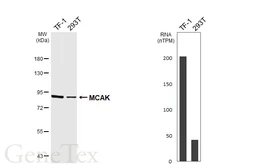 Anti-MCAK antibody [HL6980] used in Western Blot (WB). GTX649842