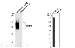 Anti-MRP2 antibody [HL6985] used in Western Blot (WB). GTX649847