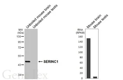 Anti-SERINC1 antibody [HL6988] used in Western Blot (WB). GTX649850