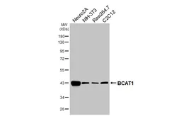 Anti-BCAT1 antibody [HL6992] used in Western Blot (WB). GTX649854