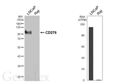 Anti-CD276 antibody [GT460] used in Western Blot (WB). GTX649875