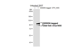 Anti-Deer tick virus NS5 antibody [HL7016] used in Western Blot (WB). GTX649889