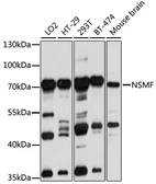 Anti-NELF antibody used in Western Blot (WB). GTX64990