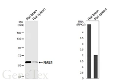 Anti-NAE1 antibody [HL7037] used in Western Blot (WB). GTX649910
