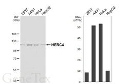 Anti-HERC4 antibody [HL7041] used in Western Blot (WB). GTX649914