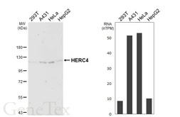 Anti-HERC4 antibody [HL7042] used in Western Blot (WB). GTX649915