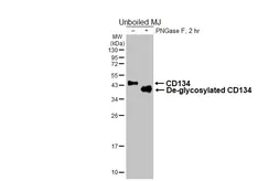 Anti-CD134 antibody [GT467] used in Western Blot (WB). GTX649925