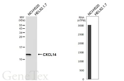 Anti-CXCL14 antibody [HL7052] used in Western Blot (WB). GTX649934