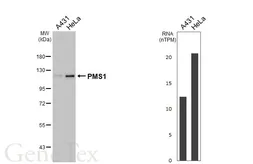 Anti-PMS1 antibody [HL7066] used in Western Blot (WB). GTX649948