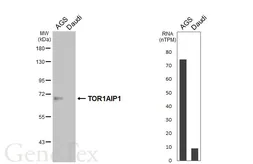 Anti-TOR1AIP1 antibody [HL7085] used in Western Blot (WB). GTX649967