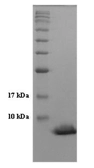 Human Heregulin Beta-1 protein (active). GTX65114-pro