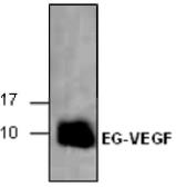 Human EG-VEGF protein. GTX65451-pro