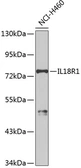 Anti-IL18 Receptor 1 antibody used in Western Blot (WB). GTX65529