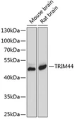 Anti-TRIM44 antibody used in Western Blot (WB). GTX65544
