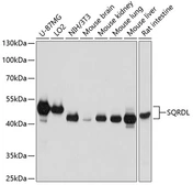 Anti-SQRDL antibody used in Western Blot (WB). GTX65548