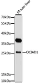 Anti-OCIAD1 antibody used in Western Blot (WB). GTX65565