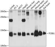 Anti-TCEB1 antibody used in Western Blot (WB). GTX65573