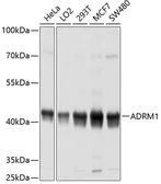 Anti-ADRM1 antibody used in Western Blot (WB). GTX65581